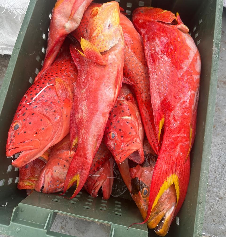 Poisson Rouge Queue Jaune